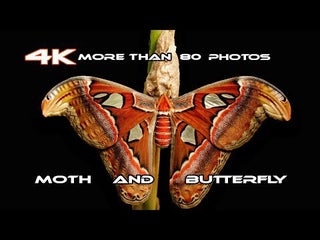 Vu sur Reddit: Butterfly