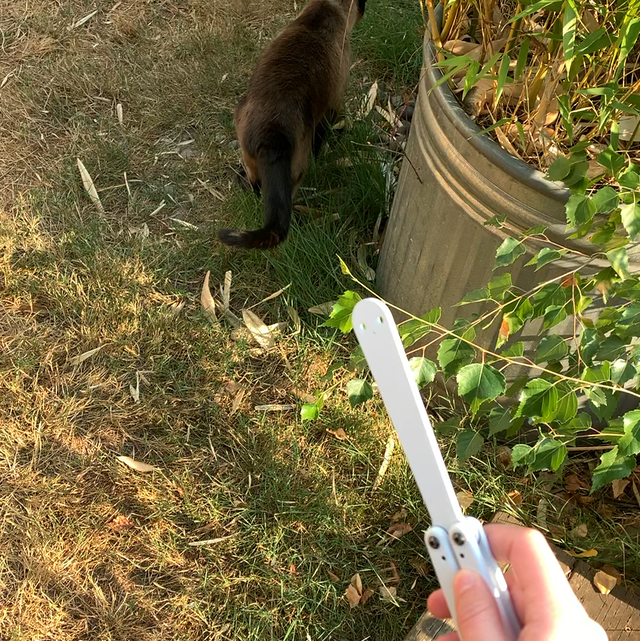 Vu sur Reddit: Short clip, but I took my cat outside