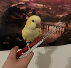 I don’t got a Pokémon card but I got a parrot
